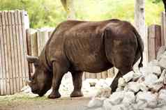 犀牛犀牛城市动物园水平犀牛摄影