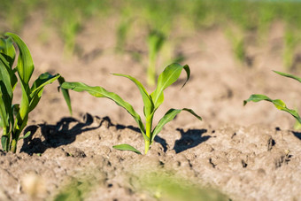 新鲜的绿色豆芽<strong>玉米</strong>春天场软焦点日益增长的年轻的绿色<strong>玉米</strong>幼<strong>苗</strong>豆芽培养农业农场场农业场景<strong>玉米</strong>的豆芽土壤