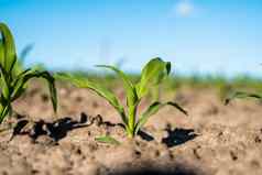 新鲜的绿色豆芽玉米春天场软焦点日益增长的年轻的绿色玉米幼苗豆芽培养农业农场场农业场景玉米的豆芽土壤