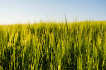 年轻的绿色大麦日益增长的农业场春天生谷物概念农业有机食物大麦<strong>发芽</strong>日益增长的土壤关闭<strong>发芽</strong>大麦日落