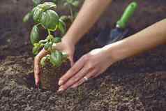 手未知的女种植年轻的绿色罗勒发芽植物土壤有机生态幼苗阳光地面小花园铲特写镜头