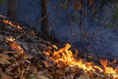 森林火灾难燃烧引起的人类