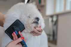 狗发型梳理沙龙宠物水疗中心