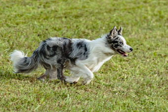 边境牧羊犬狗运行追逐追逐吸引场