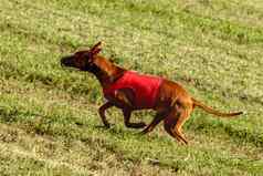 法老猎犬狗运行红色的夹克追逐场