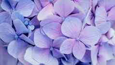 摘要蓝色的花背景紫色的绣球花纹理花装饰演讲自然化妆品香水软焦点关闭生动的紫罗兰色的颜色花横幅
