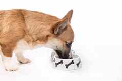 小狗吃脚彭布罗克威尔士矮脚狗狗吃食物碗