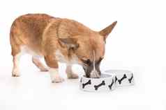 小狗吃脚彭布罗克威尔士矮脚狗狗吃食物碗