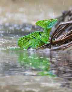 用羽毛装饰的绿色蛇怪Basiliscusplumifrons卡诺黑色科斯塔黎加野生动物