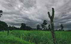 绿色大米帕迪场有倒钩的线栅栏木波兰狂风暴雨的天空大米农场亚洲绿色帕迪场景观农业农场农业区域大米农场多雨的季节