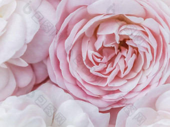 软焦点摘要花背景苍白的粉红色的玫瑰宏花背景假期品牌设计