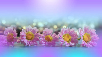 美丽的自然背景花艺术设计摘要宏摄影黛西花柔和的菊花花