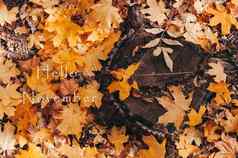 11月自然树桩黄色的枫木叶子秋天森林木树桩秋天叶子森林背景自然模板设计复制空间