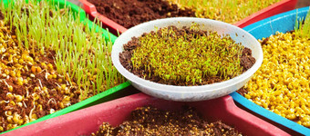 容器在新鲜的微绿色有机年轻的植物幼苗增长种子发芽素食主义者饮食首页日益增长的微绿色发芽沙拉室内花园植物发芽有机绿色种子