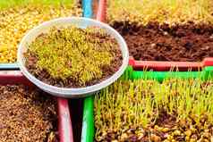 容器在新鲜的微绿色有机植物幼苗增长种子发芽素食主义者饮食首页日益增长的微绿色发芽沙拉年轻的植物发芽有机绿色窗台上草本植物