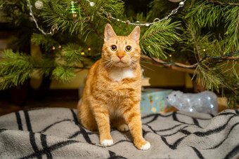美丽的红白猫坐在床罩圣诞节树晚上一年的假期宠物主题舒适的圣诞节夏娃首页猫毯子松树首页
