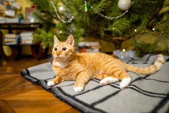 美丽的红白猫坐在床罩圣诞节树晚上一年的假期宠物主题舒适的圣诞节夏娃首页猫毯子松树首页