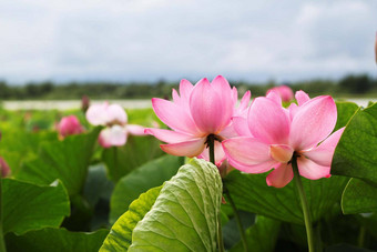 荷花莲花花湖美