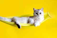 可爱的白色猫谎言黄色的吊床黄色的背景