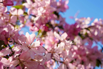 软焦点特写镜头花束粉红色的苹果开花树日落复制空间绿色夏天草草地明亮的阳光阳光明媚的春天背景自然生态农业野生动物概念
