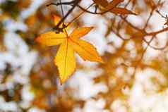 秋天叶橙色枫木叶子干树叶树软焦点秋天季节改变自然明亮的软阳光