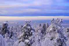 令人难以置信的冬天景观白雪覆盖的树乌拉尔冬天森林