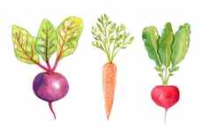 水彩蔬菜集孤立的白色背景手画胡萝卜甜菜根萝卜插图