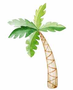 水彩棕榈树孤立的白色背景手画热带插图