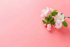 樱花盛开的春天花粉红色的背景空间问候消息概念春天母亲的一天美丽的精致的粉红色的樱桃花春天