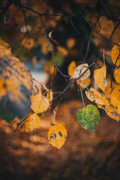 美丽的秋天叶子黄色的桦木特写镜头秋天景观背景秋天摘要背景金桦木秋天自然森林背景设计