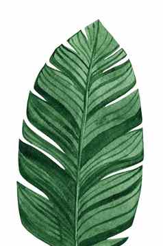 水彩手画绿色棕榈叶香蕉植物孤立的白色背景热带植物学异国情调的植物区系