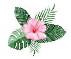 水彩粉红色的芙蓉绿色热带叶子作文孤立的白色背景