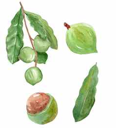 水彩手画澳洲水果坚果绿色叶子集孤立的白色背景