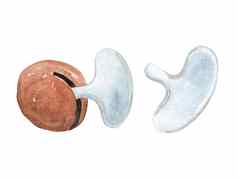 水彩手画澳洲螺母饼干剥壳机孤立的白色背景