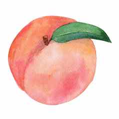 水彩桃子水果叶孤立的白色背景品牌印刷厨房装饰