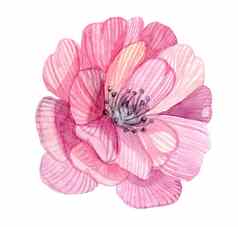 水彩粉红色的花插图孤立的白色背景