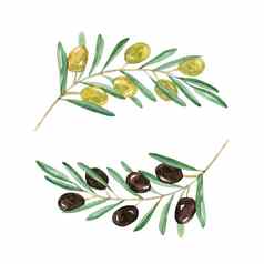 水彩橄榄分支机构集孤立的白色背景手画绿色黑色的橄榄树枝