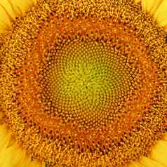向日葵花朵自然背景特写镜头黄色的纹理