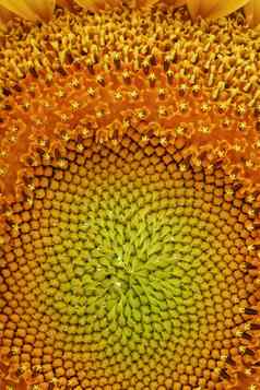 向日葵花朵自然背景特写镜头黄色的纹理