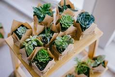 美美的仙人掌包装制作袋站木架子上室内植物商店婚礼一天概念