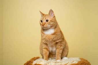 主题<strong>宠物</strong>爱保护动物姜猫摆姿势黄色的背景工作室可爱的橙色猫完美的<strong>宠物</strong>同伴红色的毛茸茸的朋友红色头发的人<strong>宠物</strong>动物肖像工作室拍摄