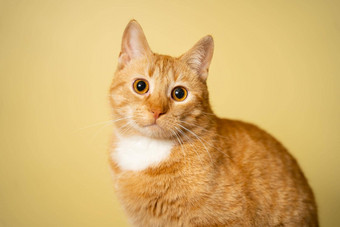 主题宠物爱保护动物姜猫摆姿势黄色的背景工作室可爱的橙色猫完美的宠物同伴红色的毛茸茸的朋友红色头发的人宠物动物肖像工作室拍摄