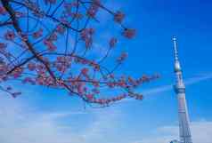 樱桃花朵东京天空树