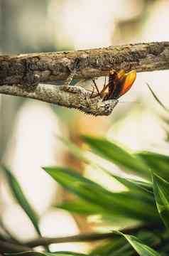 垂直宏特写镜头照片捕捉时刻大灰色的蜥蜴吃吞噬猎物吞下颤动的棕色（的）甲虫蟑螂坐分支绿色明亮的自然背景生活斗争生态系统