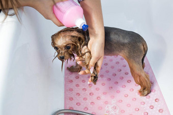 约克郡梗浴室美沙龙狗护理约克郡犬特写镜头兽医美容师理发师动物