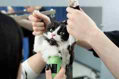 梳理主削减刮胡子猫在乎猫兽医电剃须机猫男人。帮助持有猫爪子