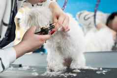 美容师削减白色狗的爪子剪刀博隆卡肉酱