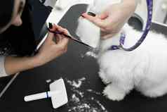 女美容师发型博隆卡肉酱表格梳理美沙龙狗过程最后剪切狗的头发剪刀