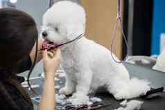 女美容师发型比雄弗里斯表格梳理美沙龙狗过程最后剪切狗的头发剪刀