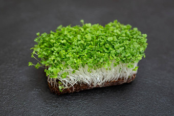 特写镜头microgreen西兰花概念首页园艺日益增长的绿色植物在室内